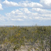 Santa Barbara vegetation